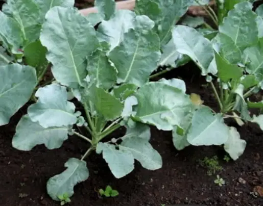 Are Broccoli Plant Leaves Edible?