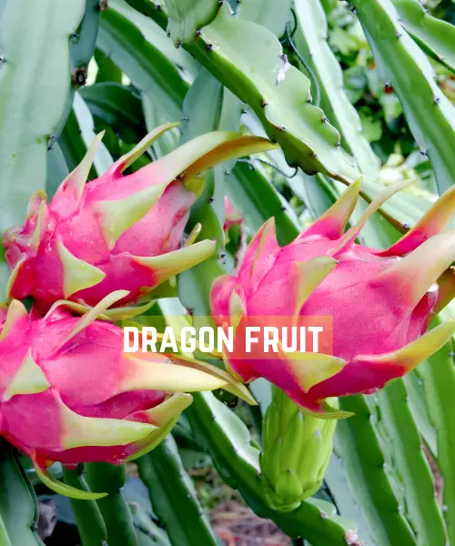 How Do You Grow Dragon Fruit From Seed
