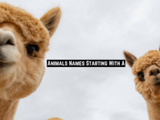 Animals Names Starting With A