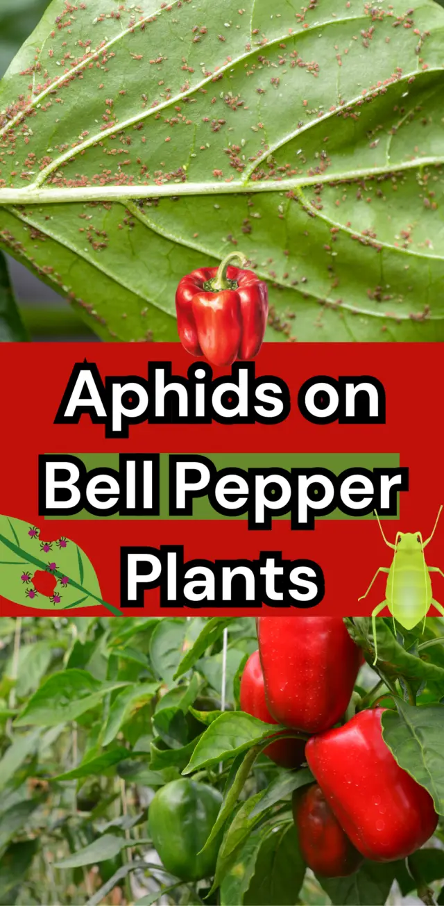 Aphids on Bell Pepper Plants