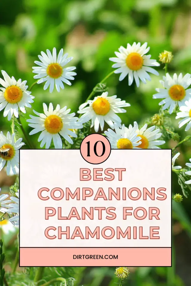 Best Companions Plants For Chamomile