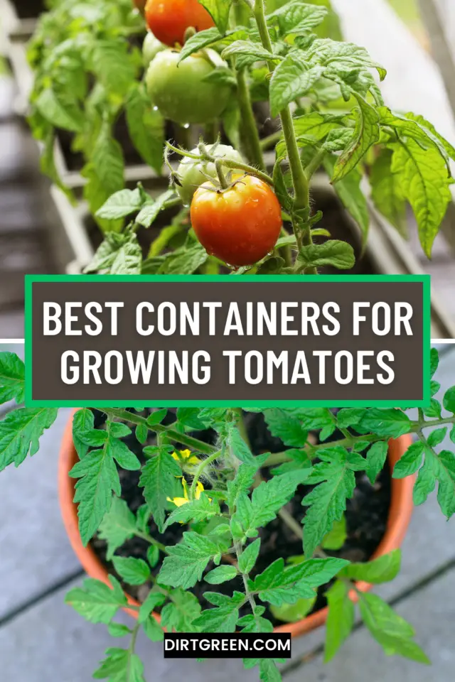 Best Containers for Growing Tomatoes