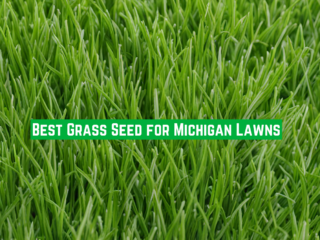 Best Grass Seed for Michigan Lawns