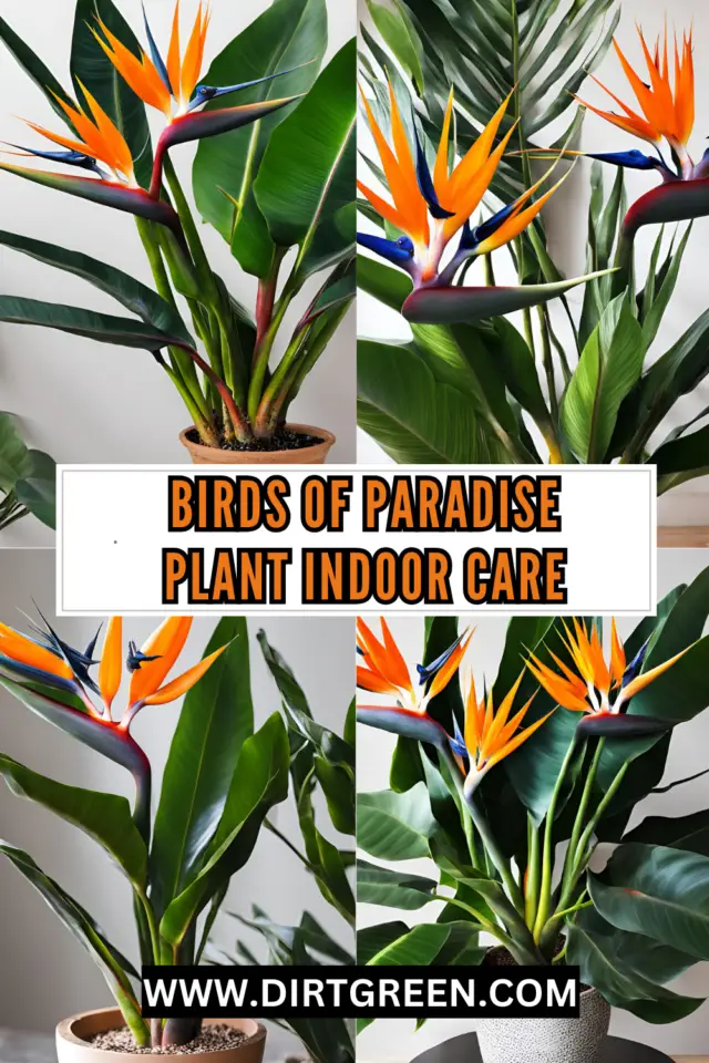 Birds of Paradise Plant Indoor Care