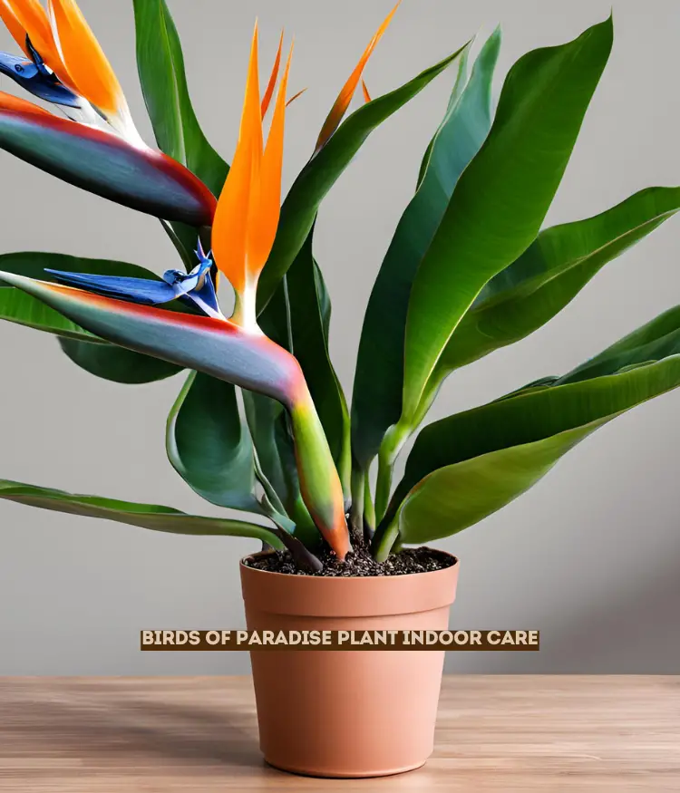 Birds of Paradise Plant Indoor Care