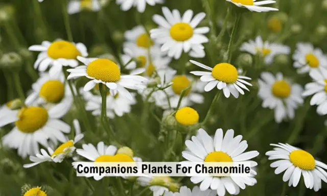 Companions Plants For Chamomile