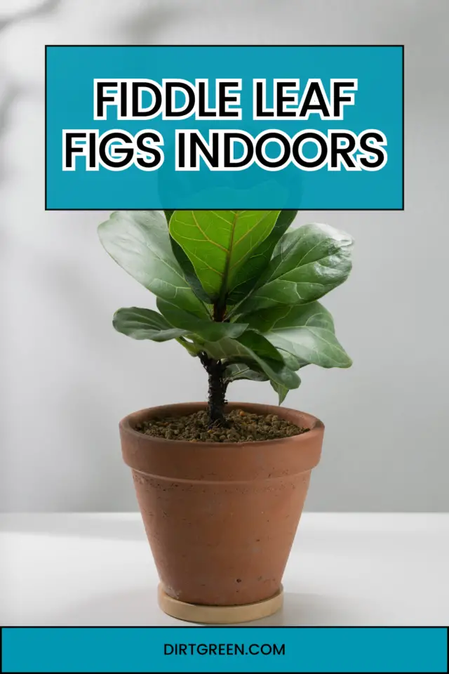 Fiddle Leaf Figs Indoors