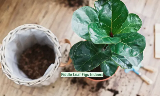 Fiddle Leaf Figs Indoors
