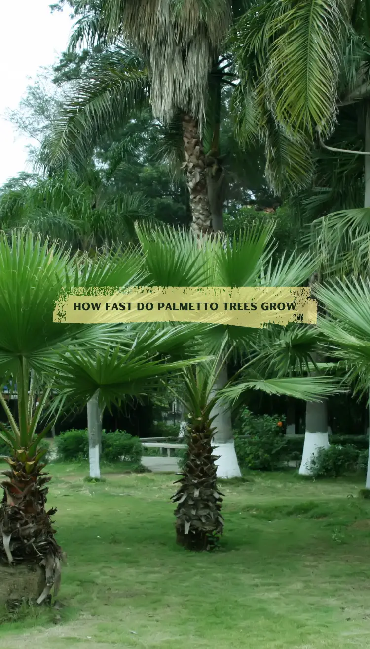 How Fast Do Palmetto Trees Grow