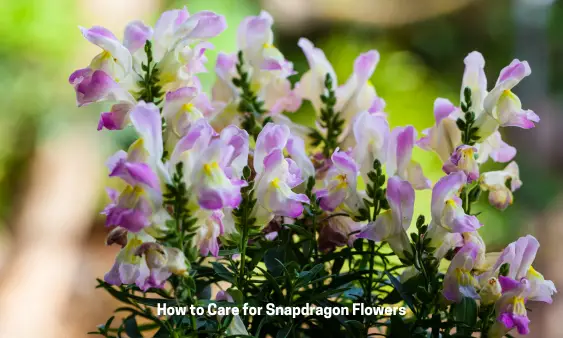 How to Care for Snapdragon Flowers