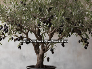 How to Grow Black Olive Trees Indoors