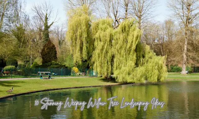 Weeping willow trees are iconic landscape features, known for their graceful