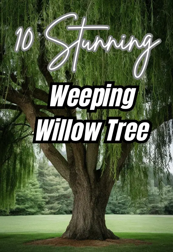 10 Stunning Weeping Willow Tree Landscaping Ideas