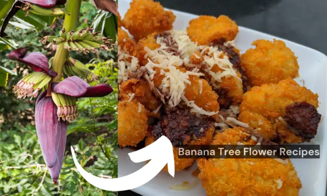 Banana Tree Flower Recipes