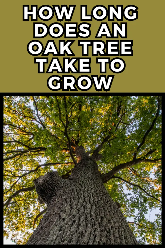 How Long Does an Oak Tree Take to Grow