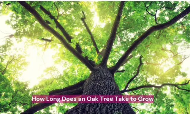 Ever wonder, though, how long it takes for these powerful trees to realize their full potential?