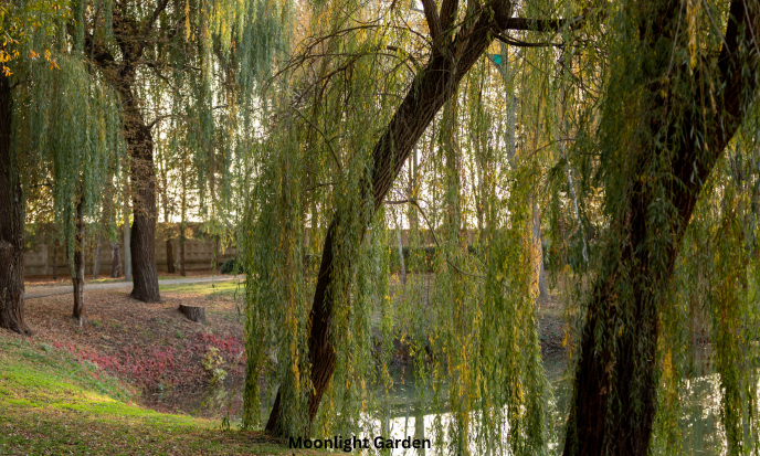 10 Stunning Weeping Willow Tree Landscaping Ideas
