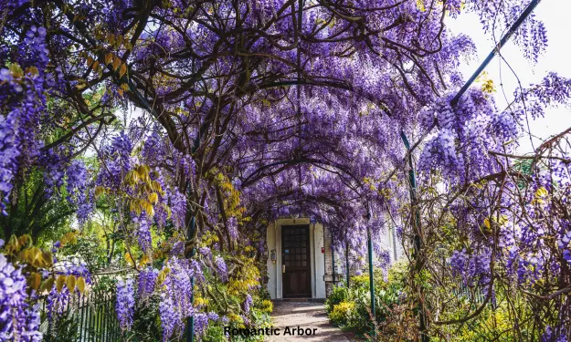 Romantic Arbor