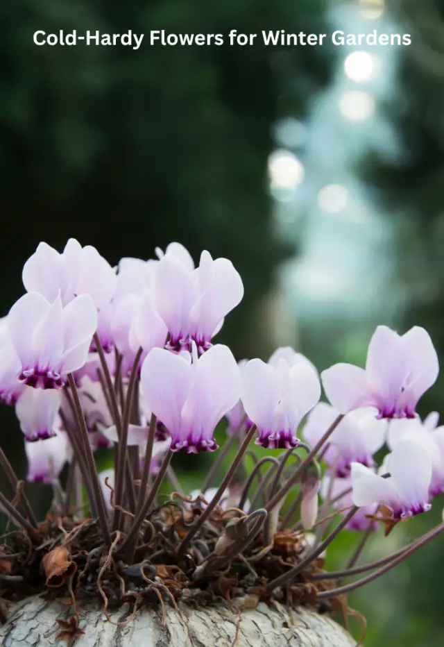 Cold-Hardy Flowers for Winter Gardens