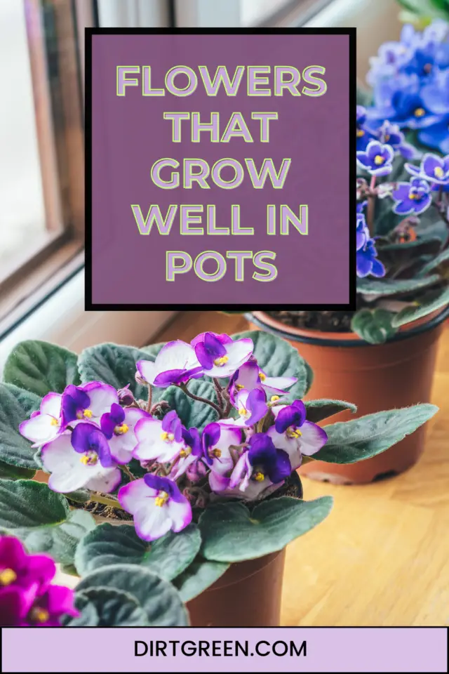 Flowers That Grow Well in Pots