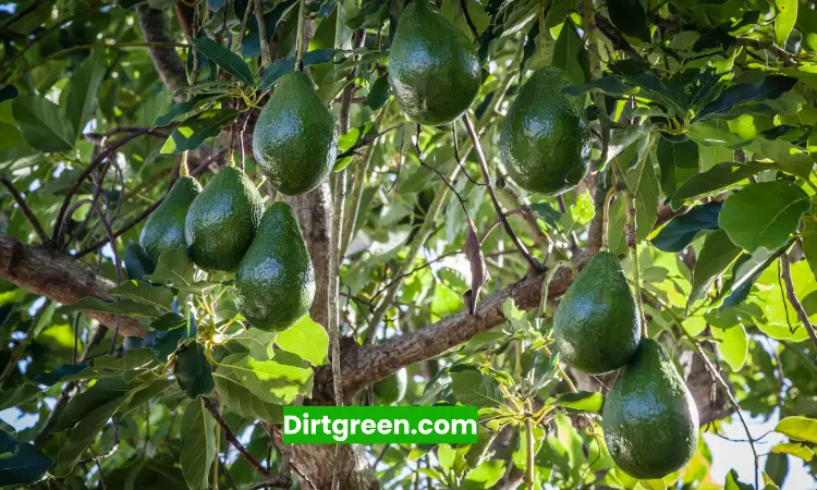 How Long Does an Avocado Tree Take to Bear Fruit?