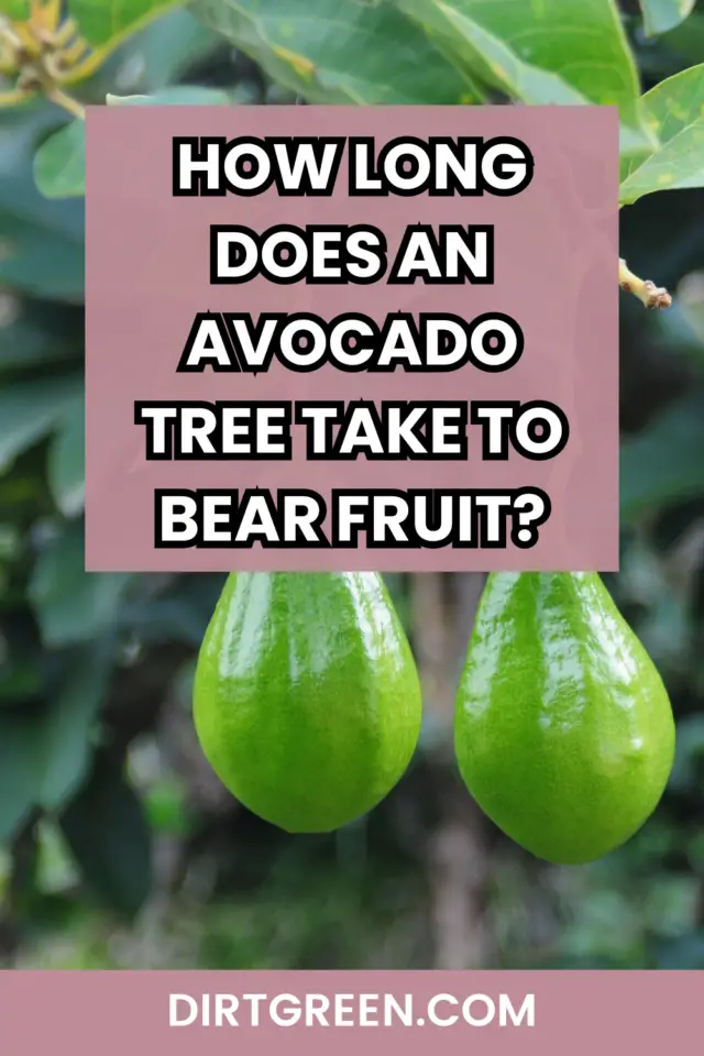 How Long Does an Avocado Tree Take to Bear Fruit?