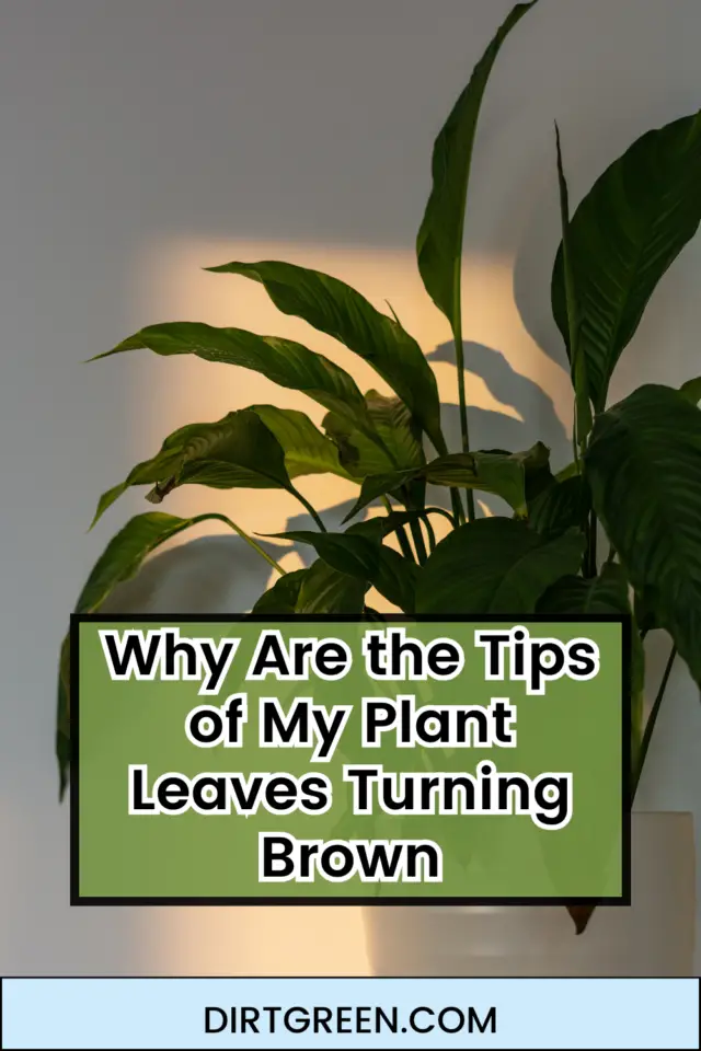 Why Are the Tips of My Plant Leaves Turning Brown