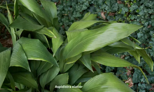 Aspidistra elatior