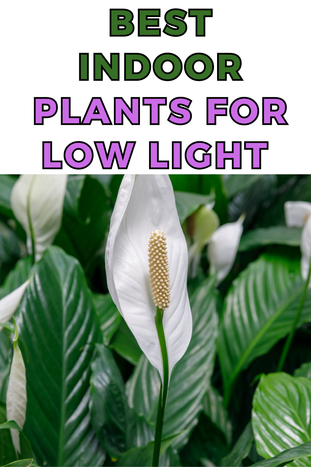 Best Indoor Plants for Low Light 