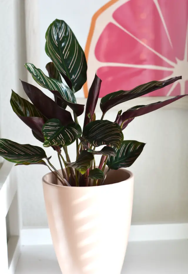 Easy House Plants