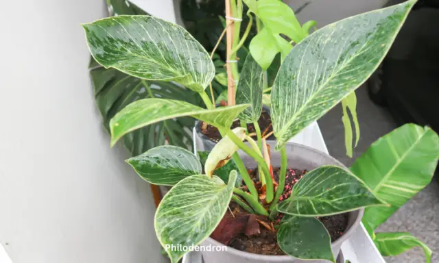 Philodendron