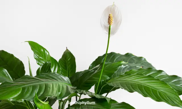 Spathiphyllum