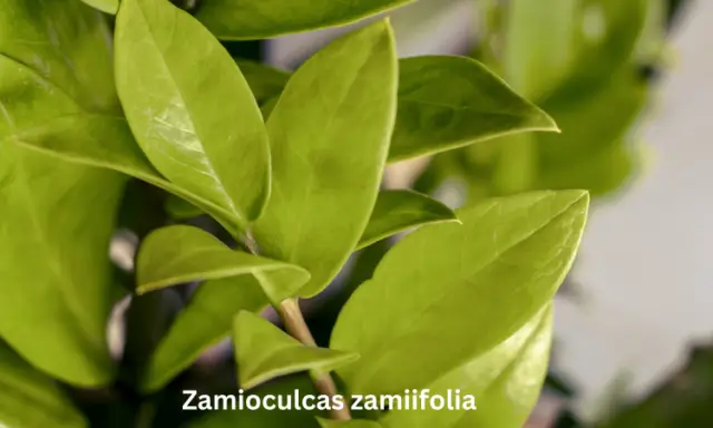 Zamioculcas zamiifolia