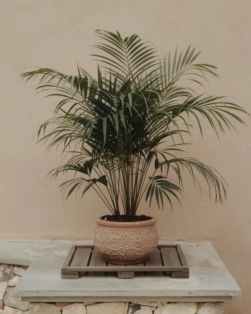 Areca Palm