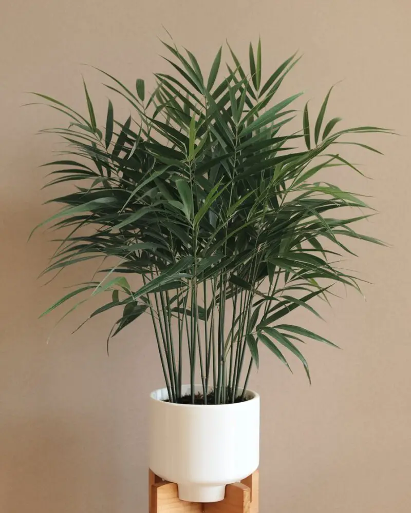 Bamboo Palm