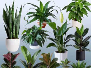 10 Best Air Purifying House Plants