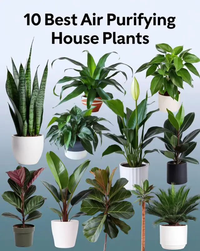 10 Best Air Purifying House Plants