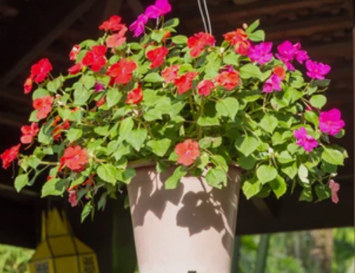 Begonias