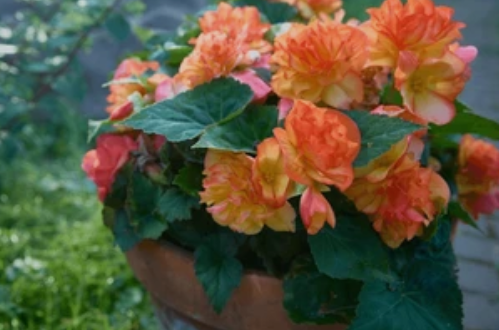 Begonias