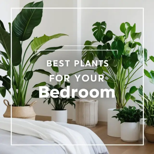 Best Plants for Your Bedroom