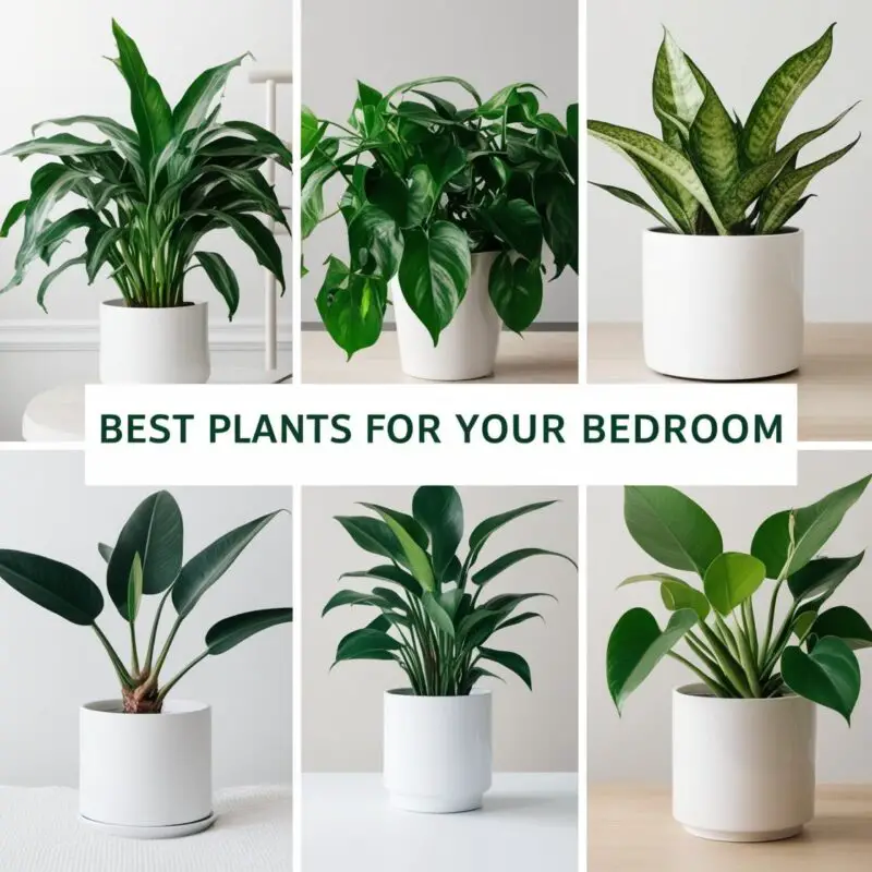 Best Plants for Your Bedroom