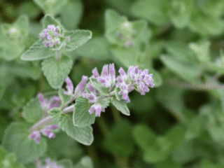 Plants that Repel Flies and Mosquitoes
