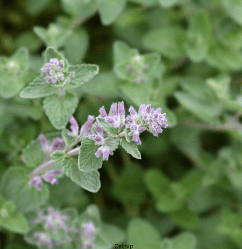 Plants that Repel Flies and Mosquitoes