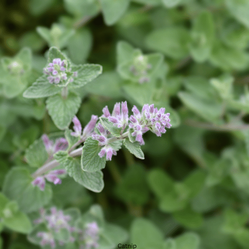 Plants that Repel Flies and Mosquitoes