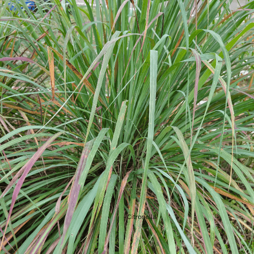 Citronella