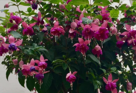 Fuchsias