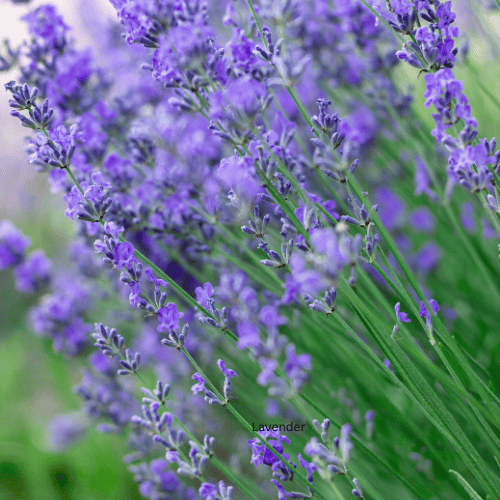 Lavender