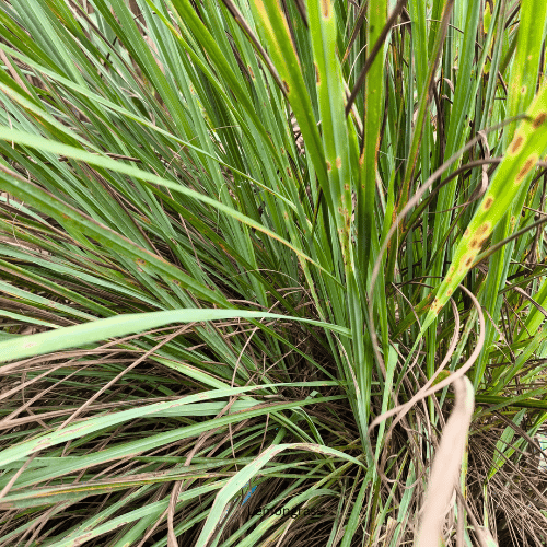 Lemongrass