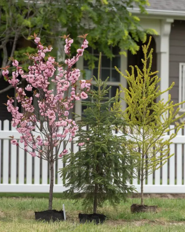 Best Small Trees for Stunning Front Yards