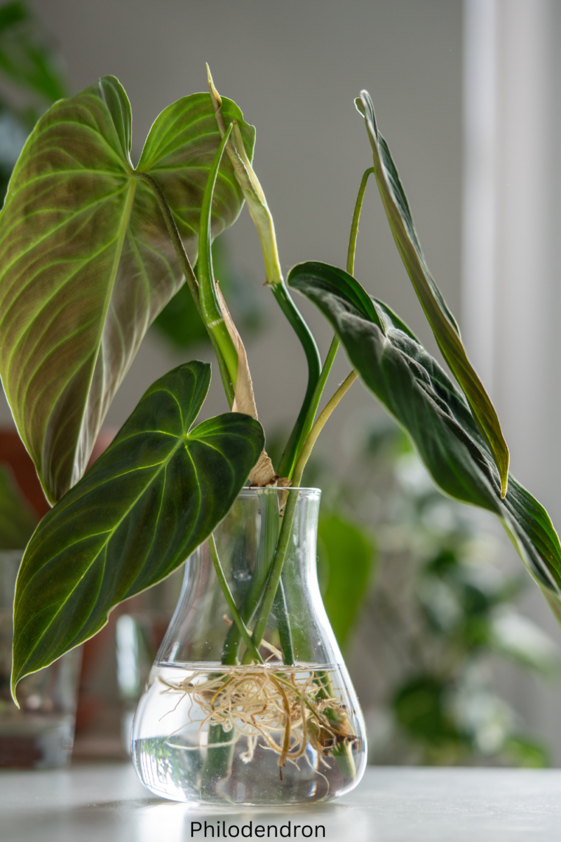  Indoor Plants That Grow in Water